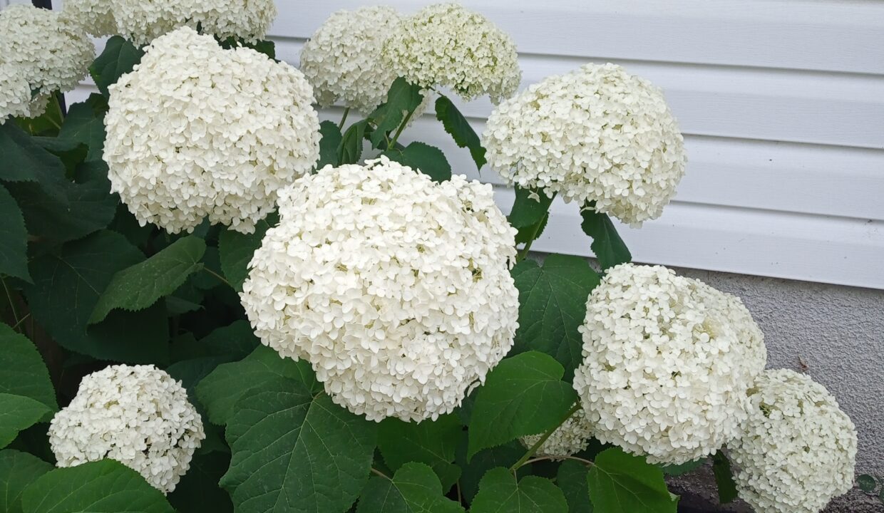 IMG_20240724_172123_281